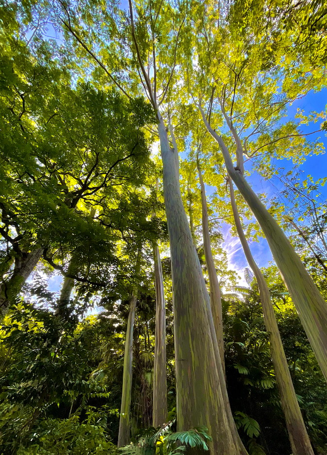 Looking up through the bamboo grove on the Hana Highway