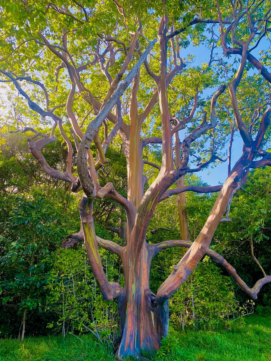 Rainbow eucalyptus tree on the Road to Hana
